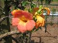 Chinese Trumpet Creeper / Campsis grandiflora 